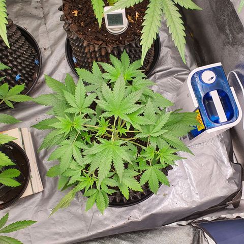 Auto Purple Kush growlog timeline photo