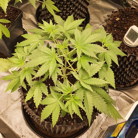 Auto Purple Kush growlog timeline photo