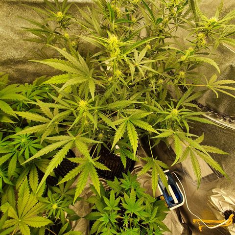 Auto Purple Kush growlog timeline photo