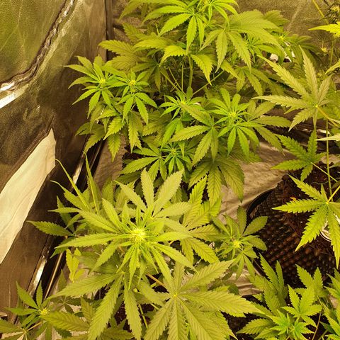 Auto Purple Kush growlog timeline photo
