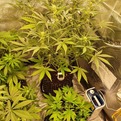 Auto Purple Kush growlog timeline photo