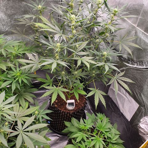Auto Purple Kush growlog timeline photo