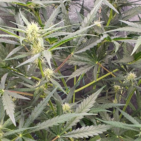 Auto Purple Kush growlog timeline photo