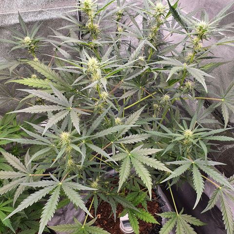 Auto Purple Kush growlog timeline photo