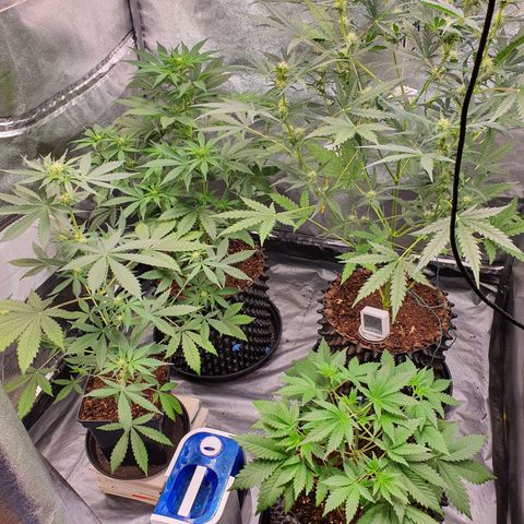 Auto Purple Kush growlog timeline photo