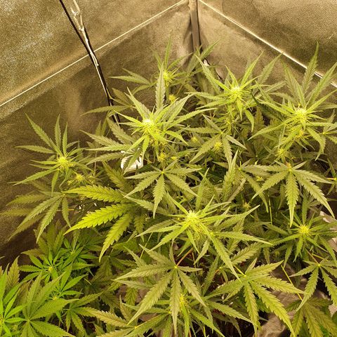 Auto Purple Kush growlog timeline photo