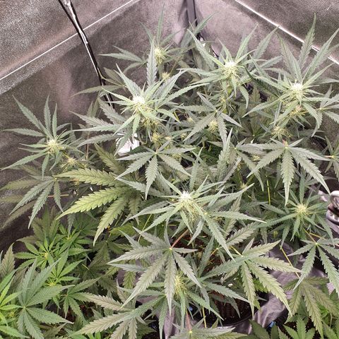 Auto Purple Kush growlog timeline photo