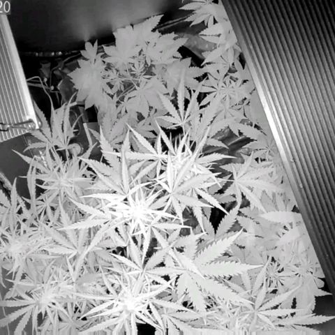 Auto Purple Kush growlog photo: Morning Cam