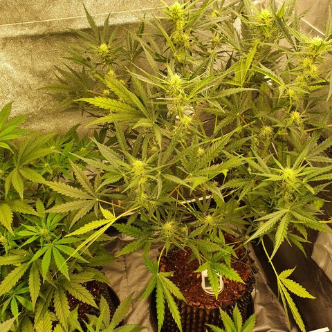 Auto Purple Kush growlog timeline photo