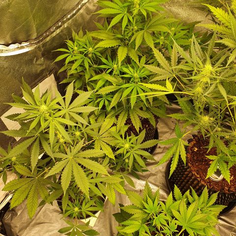 Auto Purple Kush growlog timeline photo