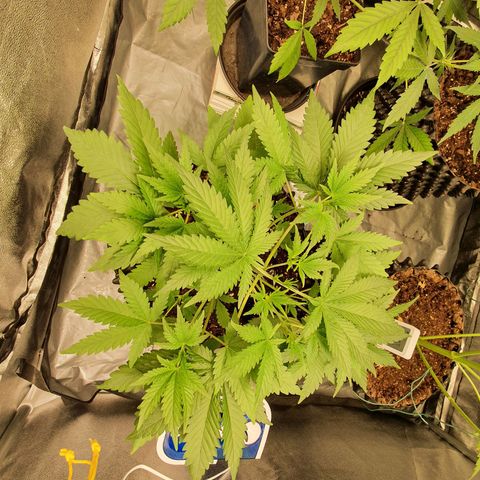 Auto Purple Kush growlog timeline photo