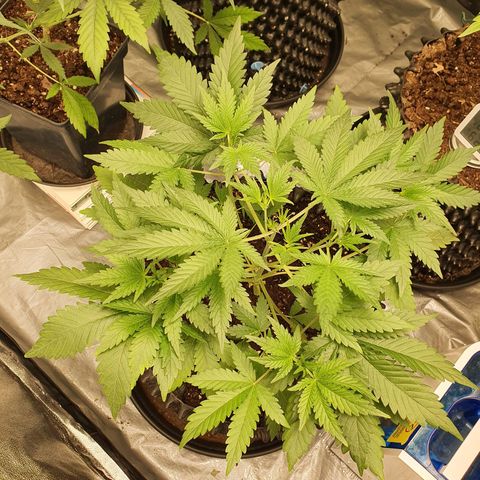 Auto Purple Kush growlog timeline photo