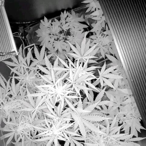 Auto Purple Kush growlog timeline photo