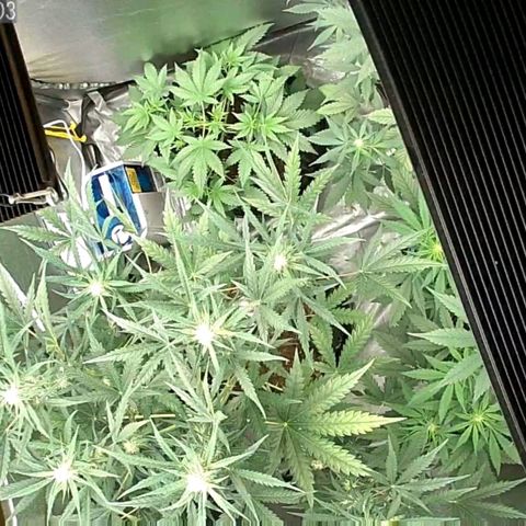 Auto Purple Kush growlog timeline photo