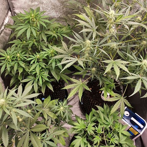 Auto Purple Kush growlog timeline photo
