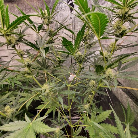 Auto Purple Kush growlog timeline photo