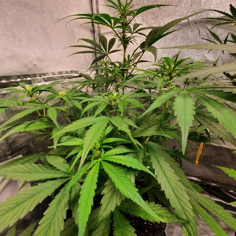 Auto Purple Kush growlog timeline photo