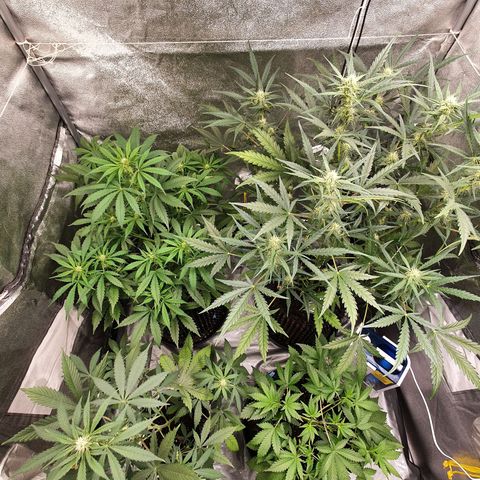 Auto Purple Kush growlog timeline photo