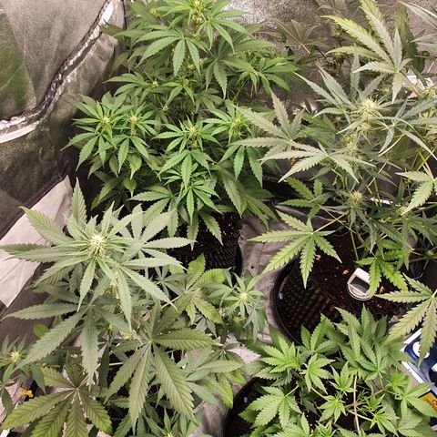 Auto Purple Kush growlog timeline photo