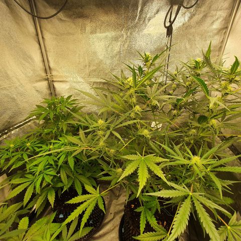 Auto Purple Kush growlog timeline photo