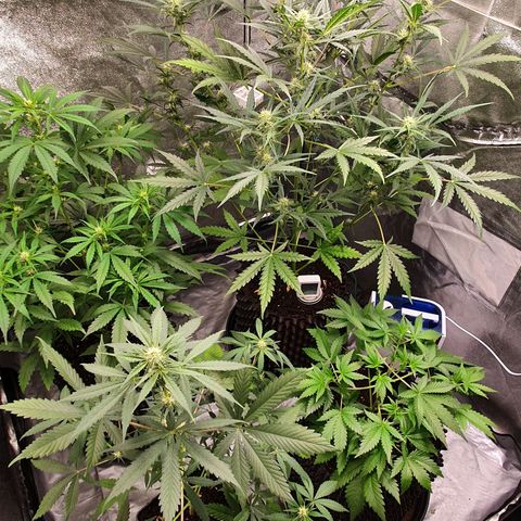 Auto Purple Kush growlog timeline photo