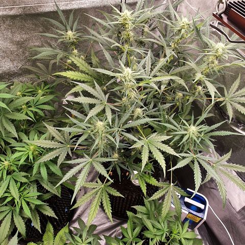 Auto Purple Kush growlog timeline photo