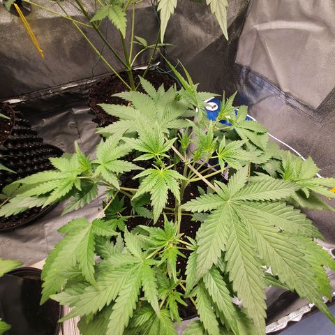 Auto Purple Kush growlog timeline photo