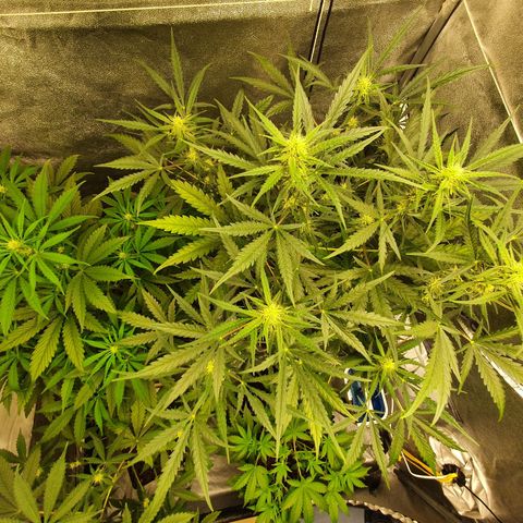 Auto Purple Kush growlog timeline photo