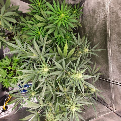 Auto Purple Kush growlog timeline photo