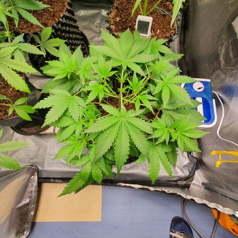 Auto Purple Kush growlog timeline photo