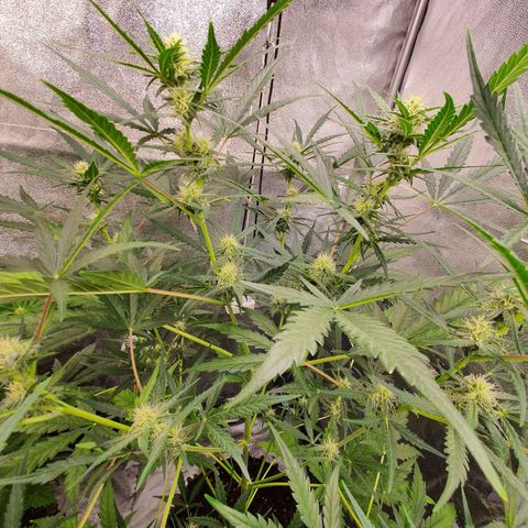 Auto Purple Kush growlog timeline photo