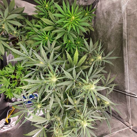 Auto Purple Kush growlog timeline photo