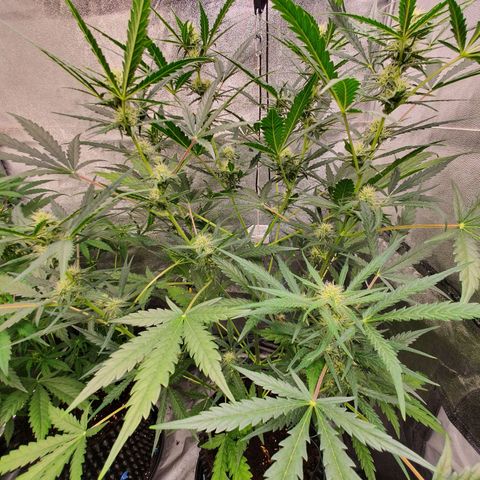 Auto Purple Kush growlog timeline photo