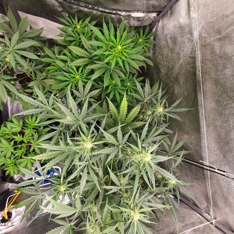 Auto Purple Kush growlog timeline photo