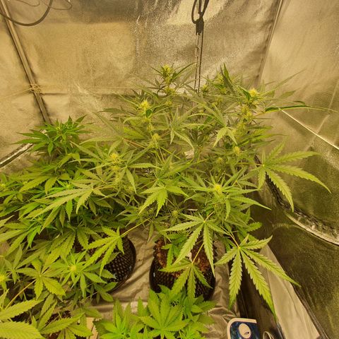 Auto Purple Kush growlog timeline photo