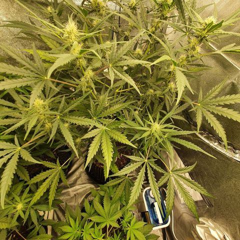 Auto Purple Kush growlog timeline photo