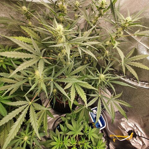 Auto Purple Kush growlog timeline photo