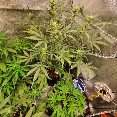 Auto Purple Kush growlog timeline photo