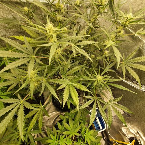 Auto Purple Kush growlog timeline photo