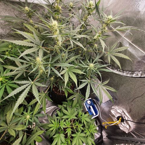 Auto Purple Kush growlog timeline photo