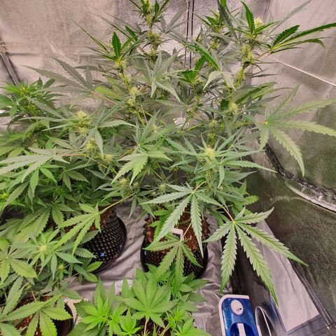 Auto Purple Kush growlog timeline photo