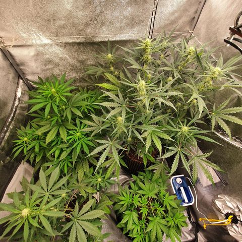 Auto Purple Kush growlog timeline photo