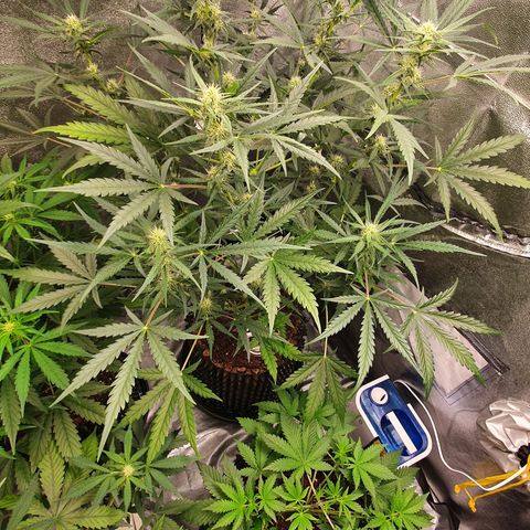 Auto Purple Kush growlog timeline photo