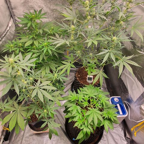 Auto Purple Kush growlog timeline photo