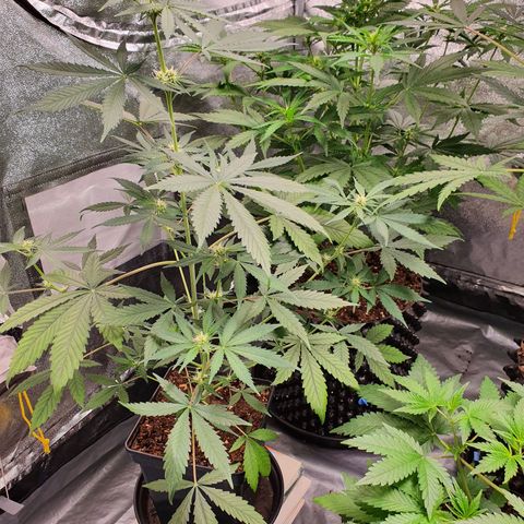 Auto Purple Kush growlog timeline photo