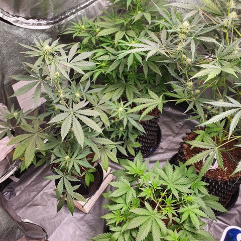 Auto Purple Kush growlog timeline photo