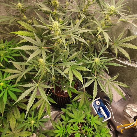 Auto Purple Kush growlog timeline photo