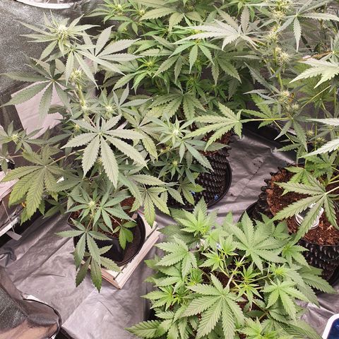Auto Purple Kush growlog timeline photo
