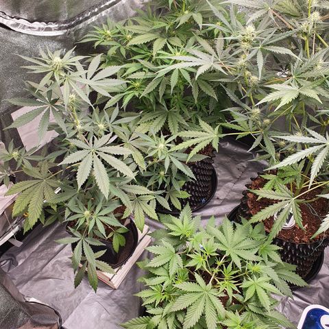 Auto Purple Kush growlog timeline photo