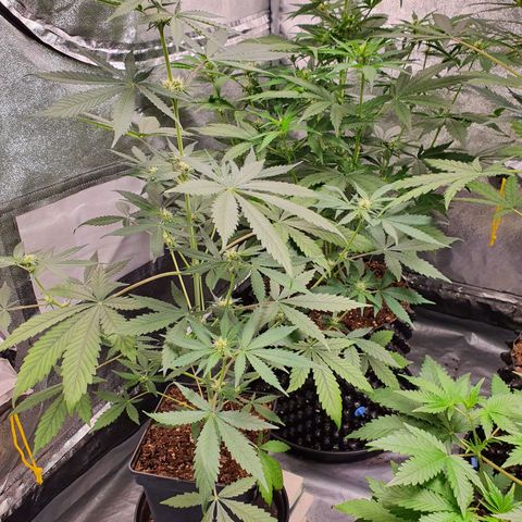 Auto Purple Kush growlog timeline photo